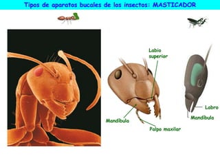 Labio
superior
Mandíbula
Palpo maxilar
Tipos de aparatos bucales de los insectos: MASTICADOR
Mandíbula
Labro
 
