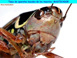 Boca masticadora
Tipos de aparatos bucales de los insectos: MASTICADOR
 