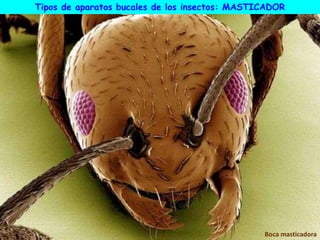 Boca masticadora
Tipos de aparatos bucales de los insectos: MASTICADOR
 