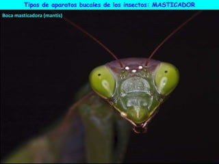 Tipos de aparatos bucales de los insectos: MASTICADOR
Boca masticadora (mantis)
 