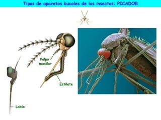 Estilete
Palpo
maxilar
Tipos de aparatos bucales de los insectos: PICADOR
Labio
 