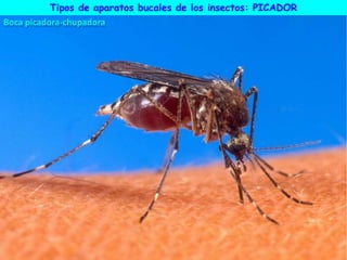 Boca picadora-chupadora
Tipos de aparatos bucales de los insectos: PICADOR
 