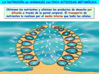 LA NUTRICIÓN en ANIMALES con POCA ACTIVIDAD METABÓLICA
Obtienen los nutrientes y eliminan los productos de desecho por
difusión a través de la pared corporal. El transporte de
nutrientes lo realizan por el medio interno que baña las células.
 