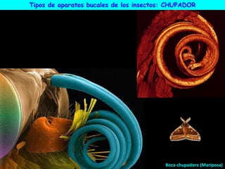 Boca chupadora (Mariposa)
Tipos de aparatos bucales de los insectos: CHUPADOR
 
