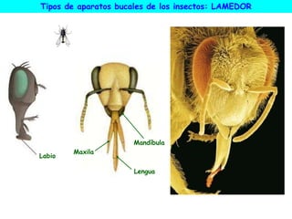 Mandíbula
Lengua
Maxila
Tipos de aparatos bucales de los insectos: LAMEDOR
Labio
 