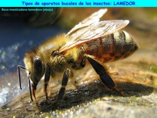 Boca masticadora-lamedora (abeja)
Tipos de aparatos bucales de los insectos: LAMEDOR
 