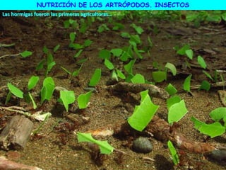 Las hormigas fueron las primeras agricultoras…
NUTRICIÓN DE LOS ARTRÓPODOS. INSECTOS
 