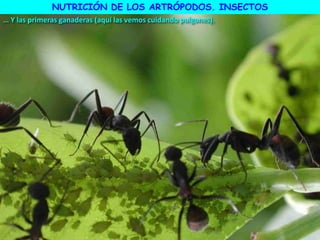 … Y las primeras ganaderas (aquí las vemos cuidando pulgones).
NUTRICIÓN DE LOS ARTRÓPODOS. INSECTOS
 