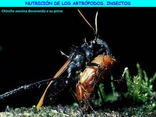 Chinche asesina devorando a su presa
NUTRICIÓN DE LOS ARTRÓPODOS. INSECTOS
 