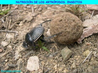 Escarabajo pelotero
NUTRICIÓN DE LOS ARTRÓPODOS. INSECTOS
 