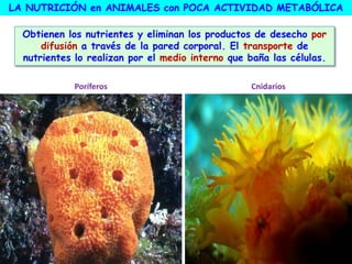 LA NUTRICIÓN en ANIMALES con POCA ACTIVIDAD METABÓLICA
Obtienen los nutrientes y eliminan los productos de desecho por
difusión a través de la pared corporal. El transporte de
nutrientes lo realizan por el medio interno que baña las células.
Poríferos Cnidarios
 