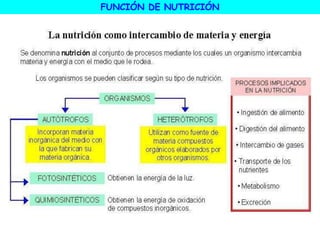 nutricioninvertebrados.ppt