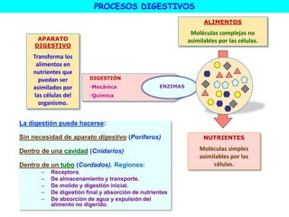 nutricioninvertebrados.ppt