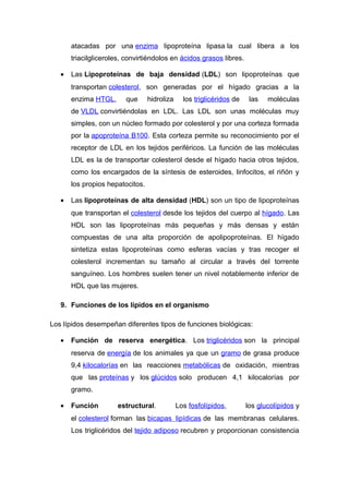 atacadas por una enzima lipoproteína lipasa la cual libera a los 
triacilgliceroles, convirtiéndolos en ácidos grasos libres. 
· Las Lipoproteínas de baja densidad (LDL) son lipoproteínas que 
transportan colesterol, son generadas por el hígado gracias a la 
enzima HTGL, que hidroliza los triglicéridos de las moléculas 
de VLDL convirtiéndolas en LDL. Las LDL son unas moléculas muy 
simples, con un núcleo formado por colesterol y por una corteza formada 
por la apoproteína B100. Esta corteza permite su reconocimiento por el 
receptor de LDL en los tejidos periféricos. La función de las moléculas 
LDL es la de transportar colesterol desde el hígado hacia otros tejidos, 
como los encargados de la síntesis de esteroides, linfocitos, el riñón y 
los propios hepatocitos. 
· Las lipoproteínas de alta densidad (HDL) son un tipo de lipoproteínas 
que transportan el colesterol desde los tejidos del cuerpo al hígado. Las 
HDL son las lipoproteínas más pequeñas y más densas y están 
compuestas de una alta proporción de apolipoproteínas. El hígado 
sintetiza estas lipoproteínas como esferas vacías y tras recoger el 
colesterol incrementan su tamaño al circular a través del torrente 
sanguíneo. Los hombres suelen tener un nivel notablemente inferior de 
HDL que las mujeres. 
9. Funciones de los lípidos en el organismo 
Los lípidos desempeñan diferentes tipos de funciones biológicas: 
· Función de reserva energética. Los triglicéridos son la principal 
reserva de energía de los animales ya que un gramo de grasa produce 
9,4 kilocalorías en las reacciones metabólicas de oxidación, mientras 
que las proteínas y los glúcidos solo producen 4,1 kilocalorías por 
gramo. 
· Función estructural. Los fosfolípidos, los glucolípidos y 
el colesterol forman las bicapas lipídicas de las membranas celulares. 
Los triglicéridos del tejido adiposo recubren y proporcionan consistencia 
 