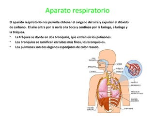 Aparato respiratorio
El aparato respiratorio nos permite obtener el oxígeno del aire y expulsar el dióxido
de carbono. El aire entra por la nariz o la boca y continúa por la faringe, a laringe y
la tráquea.
• La tráquea se divide en dos bronquios, que entran en los pulmones.
• Los bronquios se ramifican en tubos más finos, los bronquiolos.
• Los pulmones son dos órganos esponjosos de color rosado.
 