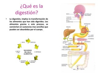 ¿Qué es la
          digestión?
•   La digestión, implica la transformación de
    los alimentos que han sido digeridos. Los
    alimentos gracias a este proceso, se
    convierten en sustancias mas sencillas que
    pueden ser absorbidas por el cuerpo.
 