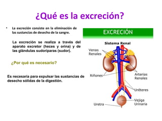 ¿Qué es la excreción?
•     La excreción consiste en la eliminación de
      las sustancias de desecho de la sangre.

      La excreción se realiza a través del
      aparato excretor (heces y orina) y de
      las glándulas sudoríparas (sudor).


      ¿Por qué es necesario?


    Es necesaria para expulsar las sustancias de
    desecho sólidas de la digestión.
 