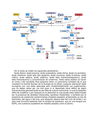 Por lo tanto se miden los siguientes parámetros:
   Ácido láctico, ácido pirúvico, ácido oxalacético, ácido cítrico, ácido cis-aconítico,
ácido Isocítrico, ácido alfa ceto glutárico, ácido succínico, ácido Fumárico, ácido
málico, ácido adípico, ácido subérico, ácido beta hidroximetilglutarico, ácido
beta hidroxibutirico y concentración de creatinina. Todos estos análisis se hacen
en orina y del resultado final podemos tener un panorama completo de lo que
considero la Central Nuclear de la Energía de la célula, cualquier alteración debe
corregirse con una dieta adecuada pero fundamentalmente con suplementos,
que no deben darse por vía oral pues si el deportista tiene déficit de algún
micronutriente generalmente es por falta de cultura nutricional, lo cual es bastante
difícil de modificar o por bloqueo en la absorción lo cual puede estar determinado
por la presencia de cándidas intestinales, parásitos intestinales o también por la
presencia de sustancias contaminantes (metales pesados) ambientales ya sea de
alimentos, del agua o del aire, que bloquean alguna fase del ciclo de Krebs y en
este caso funciona bastante bien la terapia de quelación, que es una terapia con
EDTA, una sustancia queladora de metales pesados como el plomo.
 