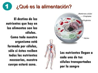 ¿Qué es la alimentación? El destino de los nutrientes que hay en los alimentos son las células.  Como todo nuestro organismo está formado por células, sólo si éstas reciben todos los nutrientes necesarios, nuestro cuerpo estará sano.   Los nutrientes llegan a cada una de tus células transportados por la sangre 1 