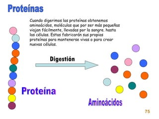 Proteínas Cuando digerimos las proteínas obtenemos aminoácidos, moléculas que por ser más pequeñas viajan fácilmente, llevadas por la sangre. hasta las células. Estas fabricarán sus propias proteínas para mantenerse vivas o para crear nuevas células. Aminoácidos Proteína 75 Digestión 