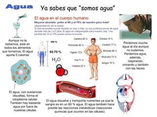 Agua Ya sabes que “somos agua” El agua, con sustancias disueltas, forma el citoplasma celular. También hay bastante agua por fuera de nuestras células. El agua disuelve y transporta nutrientes ya que la sangre es en un 80 % agua. El agua también hace posible las reacciones metabólicas (reacciones químicas que ocurren en las células). Perdemos mucha agua al día aunque no sudemos. Perdemos agua, además, respirando, orinando y también con las heces. Aunque no la bebamos, está en todos los alimentos que tomamos. El agua aporta 0 calorías 