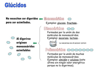 Glúcidos Monosacáridos Disacáridos Ejemplos:  glucosa ,  fructosa … Formados por la unión de dos moléculas de monosacáridos. Ejemplos:  sacarosa ,  lactosa … Polisacáridos Formados por la unión de muchas moléculas de monosacáridos. Ejemplos:  almidón  y  celulosa  (este último sin ningún valor energético porque no lo digerimos). La sacarosa es el azúcar común No necesitan ser digeridos para ser asimilados. Al digerirse originan monosacáridos asimilables 