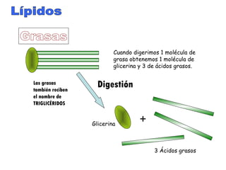 Lípidos Grasas Glicerina 3 Ácidos grasos Digestión Cuando digerimos 1 molécula de grasa obtenemos 1 molécula de glicerina y 3 de ácidos grasos. + Las grasas también reciben el nombre de TRIGLICÉRIDOS 