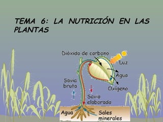 TEMA 6: LA NUTRICIÓN EN LAS
PLANTAS
 