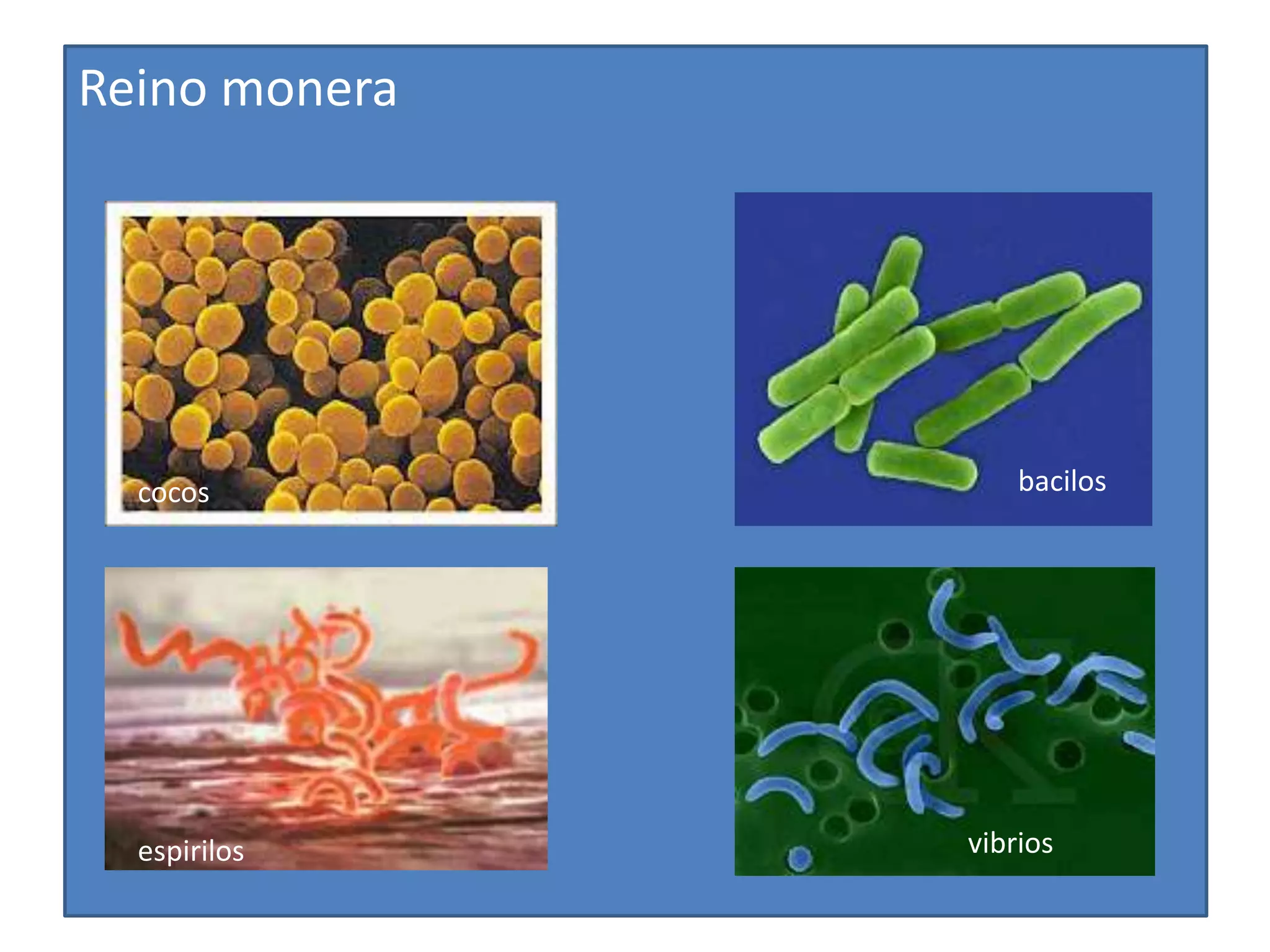 Nutricion reinos | PPTX