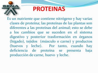 PROTEINAS
Es un nutriente que contiene nitrógeno y hay varias
clases de proteína; las proteínas de las plantas son
diferentes a las proteínas del animal; esto se debe
a los cambios que se suceden en el sistema
digestivo y posterior trasformación en órganos
(hígado), tejidos (músculo o carne) y productos
(huevos y leche). Por tanto, cuando hay
deficiencia de proteína se presenta baja
producción de carne, huevo y leche.
 