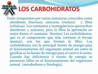 LOS CARBOHIDRATOS
Están compuestos por varias sustancias conocidas como
almidones (harinas), azúcares (melaza) y fibra
(celulosa). Los rumiantes y monogástricos aprovechan
almidones y azúcares, pero la fibra la aprovecha en
mejor forma el rumiante (bovino) Los carbohidratos,
que es el componente que más contiene el forraje
(pastos), son los que forman la fibra. Los
carbohidratos son la principal fuente de energía para
el funcionamiento del organismo animal así como la
gasolina es la fuente de energía para el carro o la moto.
Cuando hay deficiencia o exceso de energía se
presentan fallas en el funcionamiento del organismo
animal (metabolismo y fisiología).
 