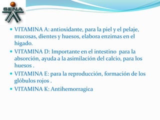  VITAMINA A: antioxidante, para la piel y el pelaje,
mucosas, dientes y huesos, elabora enzimas en el
higado.
 VITAMINA D: Importante en el intestino para la
absorción, ayuda a la asimilación del calcio, para los
huesos .
 VITAMINA E: para la reproducción, formación de los
glóbulos rojos .
 VITAMINA K: Antihemorragica
 
