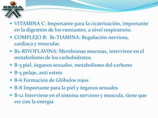  VITAMINA C: Importante para la cicatrización, importante
en la digestión de los rumiantes, a nivel respiratorio.
 COMPLEJO B: B1-TIAMINA: Regulación nerviosa,
cardiaca y muscular.
 B2-RIVOFLAVINA: Membranas mucosas, interviene en el
metabolismo de los carbohidratos.
 B-3 piel, órganos sexuales, metabolismo del carbono
 B-5 pelaje, anti estrés
 B-6 Formación de Glóbulos rojos
 B-8 Importante para la piel y órganos sexuales
 B-12 Interviene en el sistema nervioso y muscula, tiene que
ver con la energia
 