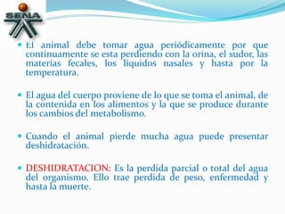  El animal debe tomar agua periódicamente por que
continuamente se esta perdiendo con la orina, el sudor, las
materias fecales, los líquidos nasales y hasta por la
temperatura.
 El agua del cuerpo proviene de lo que se toma el animal, de
la contenida en los alimentos y la que se produce durante
los cambios del metabolismo.
 Cuando el animal pierde mucha agua puede presentar
deshidratación.
 DESHIDRATACION: Es la perdida parcial o total del agua
del organismo. Ello trae perdida de peso, enfermedad y
hasta la muerte.
 