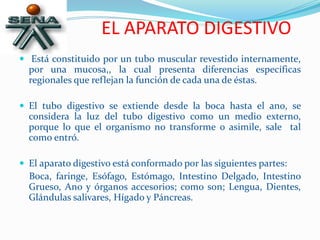 EL APARATO DIGESTIVO
 Está constituido por un tubo muscular revestido internamente,
por una mucosa,, la cual presenta diferencias específicas
regionales que reflejan la función de cada una de éstas.
 El tubo digestivo se extiende desde la boca hasta el ano, se
considera la luz del tubo digestivo como un medio externo,
porque lo que el organismo no transforme o asimile, sale tal
como entró.
 El aparato digestivo está conformado por las siguientes partes:
Boca, faringe, Esófago, Estómago, Intestino Delgado, Intestino
Grueso, Ano y órganos accesorios; como son; Lengua, Dientes,
Glándulas salivares, Hígado y Páncreas.
 