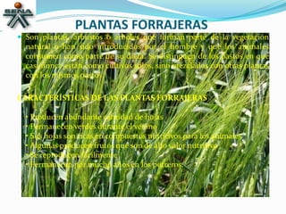 PLANTAS FORRAJERAS
 Son plantas, arbustos o árboles que forman parte de la vegetación
natural o han sido introducidos por el hombre y que los animales
consumen como parte de su dieta. Se distinguen de los pastos en que
casi nunca están como cultivos solos, sino mezclados con otras plantas
con los mismos pastos.
CARACTERÍSTICAS DE LAS PLANTAS FORRAJERAS
• Producen abundante cantidad de hojas
• Permanecen verdes durante el verano
• Sus hojas son ricas en compuestos nutritivos para los animales
• Algunas producen frutos que son de alto valor nutritivo
• Se reproducen fácilmente
• Permanecen por mucho años en los potreros.
 