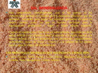 SAL MINERALIZADA
 Está comprobado científicamente, que ni los pastos, ni los
concentrados aportan la totalidad de los elementos minerales que los
animales requieren para lograr las máximas ganancias de peso en
menor tiempo, como los que os bovinos necesitan para la
reproducción, producción y logre el mejor estado corporal.
Cuando se suplementa el hato con sal mineralizada, ésta debe ser de la
mejor calidad y con el balance ideal de acuerdo a la región natural, a la
especie animal, a la etapa productiva, a su producción, requerimientos
individuales, época de lluvia o verano y a la calidad de los suelos,
pastos, agua de riego y de los bebederos.
LOS PRINCIPALES MINERALES QUE NECESITA UN ANIMAL SON:
 Calcio, Fósforo, Sodio, Potasio, Cobre, Hierro, Magnesio, Zinc, Azufre,
Cobalto, Yodo, Manganeso, Cromo, Selenio.
 