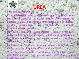 UREA
 Solo para RUMIANTES.
 Es el abono que todos conocemos y que se usa mucho en
los cultivos agrícolas. Es fuente natural de Nitrógeno no
proteico y dada a los animales mezclada con la melaza,
mejora enormemente la calidad del alimento
proporcionada al ganado.
 La urea por su composición, pueden producir
intoxicaciones por lo que solo se les puede proporcionar a
los rumiantes (bovinos, ovinos, caprinos) en las dosis
adecuadas.
 La forma mas segura de suministrarla es combinada con
melaza y en los bloques multinutricionales.
 Se recomienda como dosis adecuada el uso de 3 Kg de urea
mezclada en 100 Kg de melaza (3%) para evitar
 