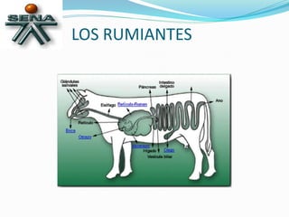 LOS RUMIANTES
 
