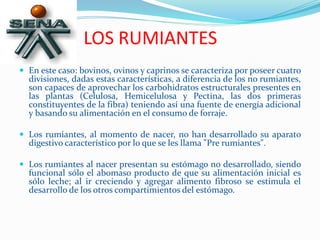 LOS RUMIANTES
 En este caso: bovinos, ovinos y caprinos se caracteriza por poseer cuatro
divisiones, dadas estas características, a diferencia de los no rumiantes,
son capaces de aprovechar los carbohidratos estructurales presentes en
las plantas (Celulosa, Hemicelulosa y Pectina, las dos primeras
constituyentes de la fibra) teniendo así una fuente de energía adicional
y basando su alimentación en el consumo de forraje.
 Los rumiantes, al momento de nacer, no han desarrollado su aparato
digestivo característico por lo que se les llama "Pre rumiantes".
 Los rumiantes al nacer presentan su estómago no desarrollado, siendo
funcional sólo el abomaso producto de que su alimentación inicial es
sólo leche; al ir creciendo y agregar alimento fibroso se estimula el
desarrollo de los otros compartimientos del estómago.
 