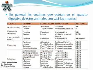 
 En general las enzimas que actúan en el aparato
digestivo de estos animales son casi las mismas:
(1) NR= No rumiantes
R = Rumiantes
PR= Pre rumiantes
 