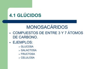 4.1 GLÚCIDOS
MONOSACÁRIDOS
 COMPUESTOS DE ENTRE 3 Y 7 ÁTOMOS
DE CARBONO.
 EJEMPLOS:
 GLUCOSA
 GALACTOSA
 FRUCTOSA
 CELULOSA
 