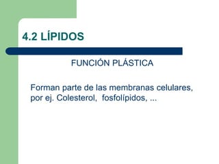 4.2 LÍPIDOS
FUNCIÓN PLÁSTICA
Forman parte de las membranas celulares,
por ej. Colesterol, fosfolípidos, ...
 