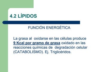 4.2 LÍPIDOS
FUNCIÓN ENERGÉTICA
La grasa al oxidarse en las células produce
9 Kcal por gramo de grasa oxidado en las
reacciones químicas de degradación celular
(CATABOLISMO). Ej. Triglicéridos.
 