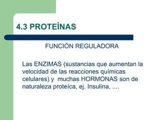 4.3 PROTEÍNAS
FUNCIÓN REGULADORA
Las ENZIMAS (sustancias que aumentan la
velocidad de las reacciones químicas
celulares) y muchas HORMONAS son de
naturaleza proteíca, ej. Insulina, ....
 