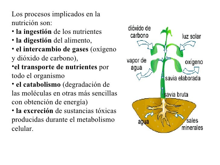 Nutricion vegetal
