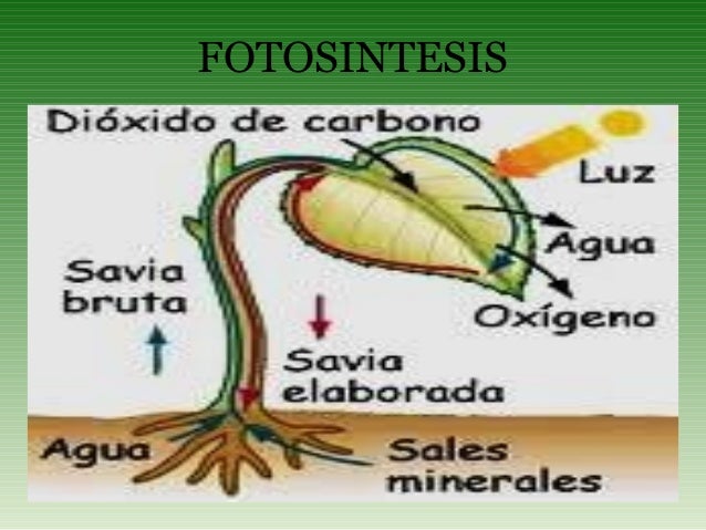 Las plantas en el proceso de la fotosintesis 100 Las plantas en el proceso de la fotosintesis 40