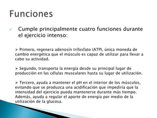     Cumple principalmente cuatro funciones durante
     el ejercicio intenso:

     Primero, regenera adenosín trifosfato (ATP), única moneda de
    cambio energética que el músculo es capaz de utilizar para llevar a
    cabo su actividad.

     Segundo, transporta la energía desde su principal lugar de
    producción en las células musculares hasta su lugar de utilización.

     Tercero, ayuda a mantener el pH en el interior de los músculos,
    evitando que se produzca una acidificación que impediría que la
    intensidad del ejercicio pueda mantenerse durante más tiempo.
    Además, ayuda a regular el aporte de energía por medio de la
    utilización de la glucosa.
 