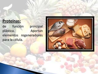 Proteínas:
de     función  principal
plástica.       Aportan
elementos regeneradores
para la célula.
 
