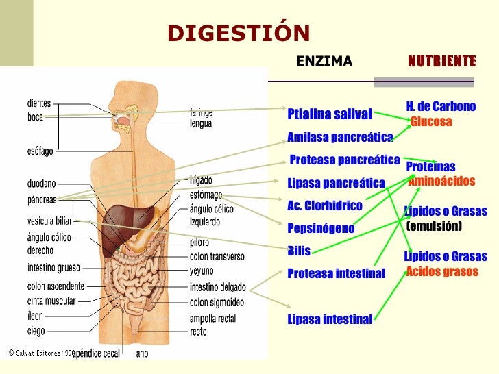 Nutricion Y Alimentacion Kely Nutricion Y Alimentacion Kely